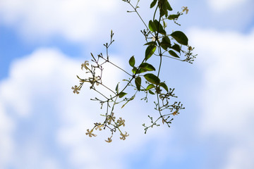 White flower silhouette in blue sky