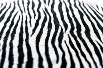 Zebra black and white background image Beautiful visual concept
