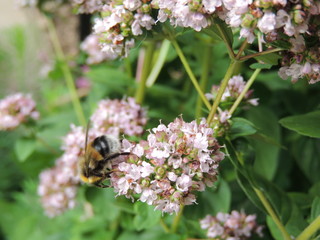 pink flowers in the garden