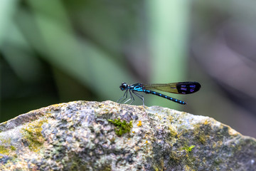 Portrait of damselfly - Common Blue Jewel (Rhinocypha perforata perforata)