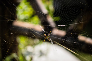 spider on web
