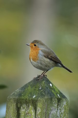 Fototapeta premium Rotkehlchen