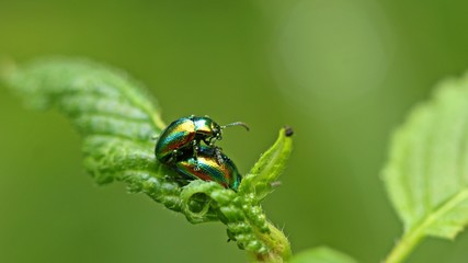 Paarung des Prächtigen Blattkäfers (Chrysolina fastuosa) an Hohlzahn © Schmutzler-Schaub