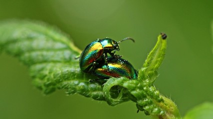 Paarung des Prächtigen Blattkäfers (Chrysolina fastuosa) an Hohlzahn