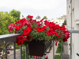 Fototapeta na wymiar Petunia flowers blooming in flowerpot at balcony