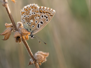 Chalkhill blue (Polyommatus coridon) butterfly sitting on a plant