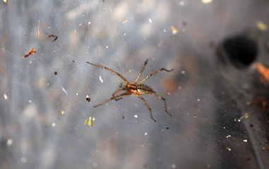 Spider sits on the web