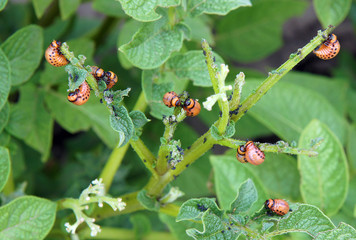 Colorado potato beetle
