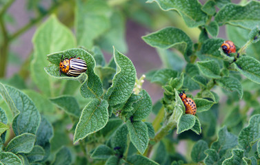 Colorado potato beetle