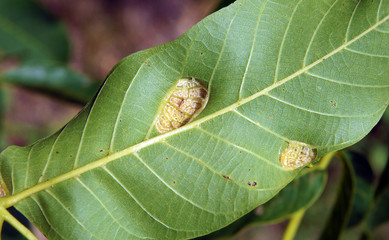 Walnut blister mite Eriophyes tristriatus