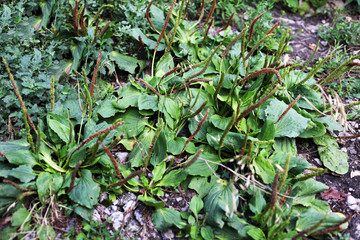 Blooming plantain near the house background texture