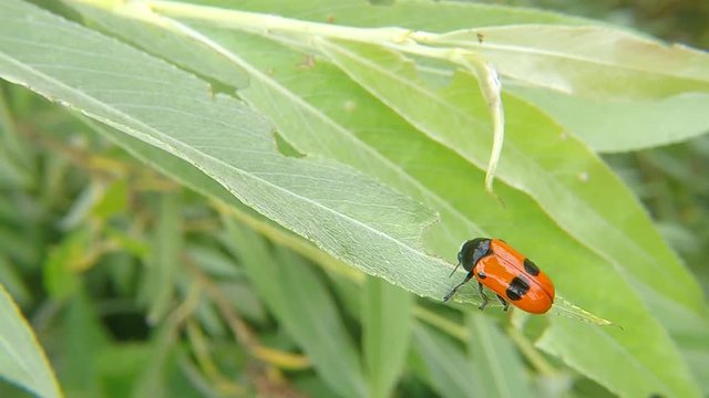 ant bag beetle on a leaf in Germany