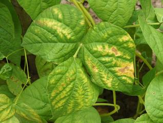 Rust fungi Uromyces on phaseolus