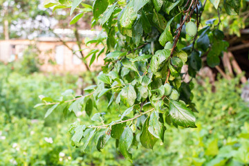 Branch with green unripe plums, ripening plum fruit