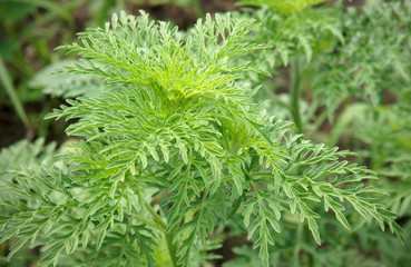 Young ragweed (Ambrosia artemisiifolia) plant