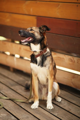 Kind and playful puppy, cute dog. Choosing family friend in shelter for homeless animals.