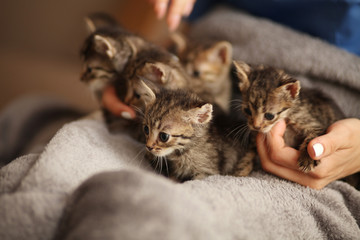 Brood of little cute kittens on blanket. Care in animal shelter. - obrazy, fototapety, plakaty