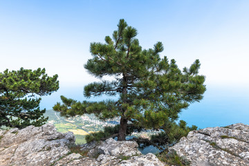 Beautiful coniferous tree on a Ah-Petri mountain in Crimea