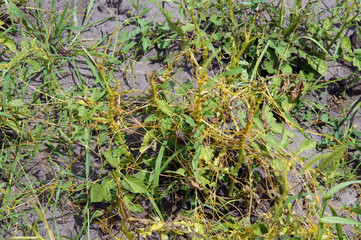 Potato plants damaged by сonvolvulus arvensis