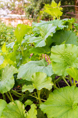 Garden beds with vegetables , green pumpkin leaves close up, ripening pumpkin, sunrise in the village