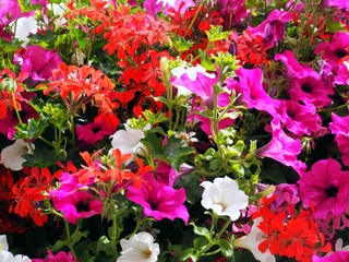 Mixed Flowers in the colors pink, red and white.