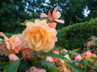 Yellowish pink rose flower at bush close up with blured flowers and green leaves on background