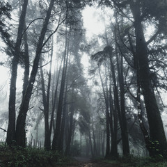 Fototapeta na wymiar Forest Rain and fog On the Moutain 