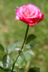pink rose on green background