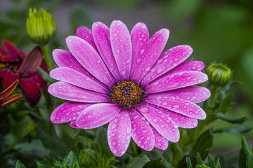 Obraz premium pink flower in the garden