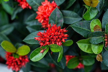Beautiful Red spike flower. King Ixora blooming flower in the garden.