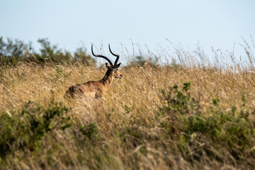 A male impala running in the grasslands inside Masai Mara National Reserve during a wildlife safari