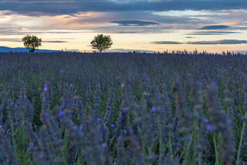 Fototapeta premium French landscape - Valensole. Sunset over the fields of lavender in the Provence (France).