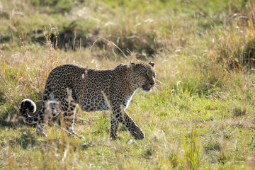 A female leopard walking across the plains of africa inside Masai Mara National Reserve during a wildlife safari