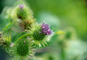 Burdock flowers close up on a blurred background