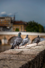 Three pigeons in Sarajevo	