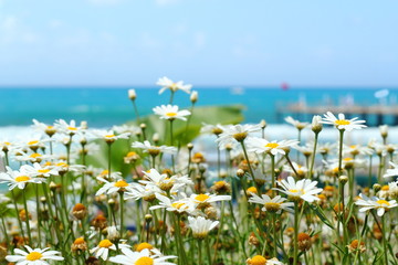 Daisy flowers on a background of the sea and blue sky.