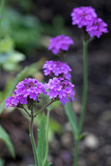 Verbena patagonica in Lila