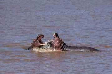 Two sub-adult hippos fighting in the mara river inside Masai Mara National Reserve during a...
