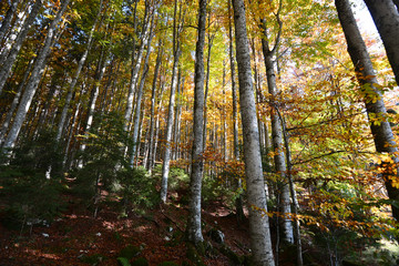 Fototapeta na wymiar in the autumn forest with the colors of the rainbow