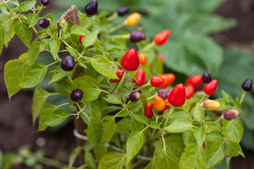 Decorative chili pepper on a branch