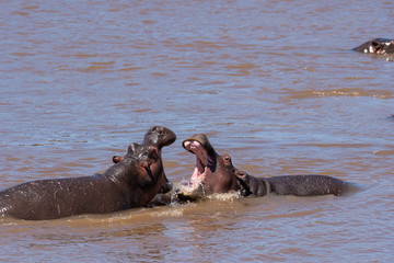 Fototapeta na wymiar Two sub-adult hippos fighting in the mara river inside Masai Mara National Reserve during a wildlife safari