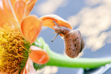 Macro beautiful forest brown snail crawling on an orange zinnia flower on the surface of the water