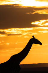 A silhouette of Giraffe walking with setting sun in the background inside Masai Mara National Reserve during a wildlife safari