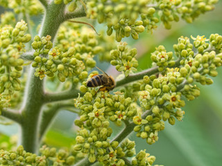 Bee on vertical green vinegar tree, background, save the bees.