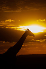 A silhouette of Giraffe walking with setting sun in the background inside Masai Mara National Reserve during a wildlife safari