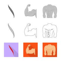 Isolated object of fiber and muscular icon. Set of fiber and body vector icon for stock.