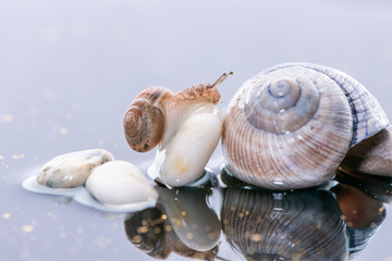 Macro beautiful forest wild snail sits on a large shell spiral on water with stones and reflection