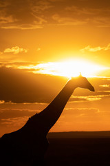 A silhouette of Giraffe walking with setting sun in the background inside Masai Mara National Reserve during a wildlife safari