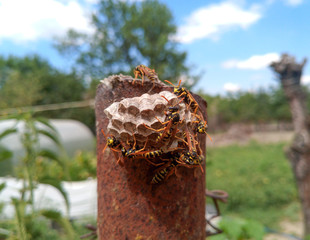 Wasp species polished on nest. Wasp nest