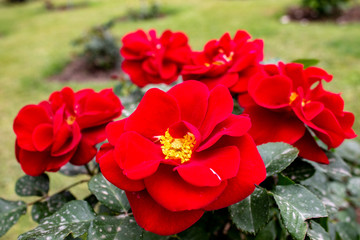 Rome, Italy, April 28, 2019. A splendid garden full of roses, of different color, shape. Each rose comes from a different country.